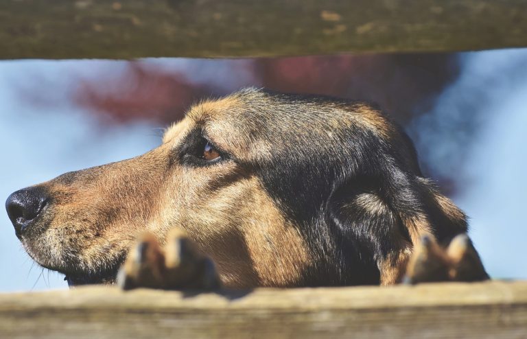 Dog Poop Pickup in Southeast, Michigan